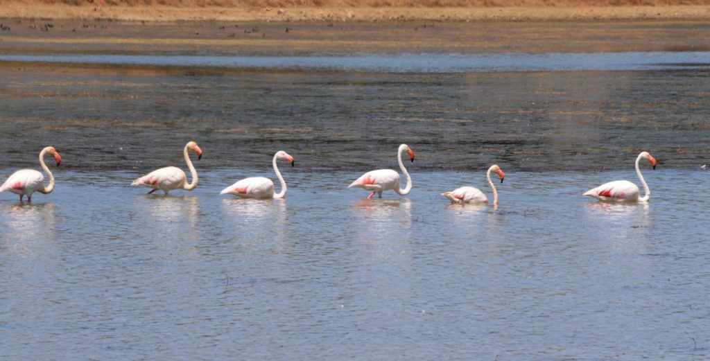 Finca en Antequera (Málaga). 1.000 hectáreas