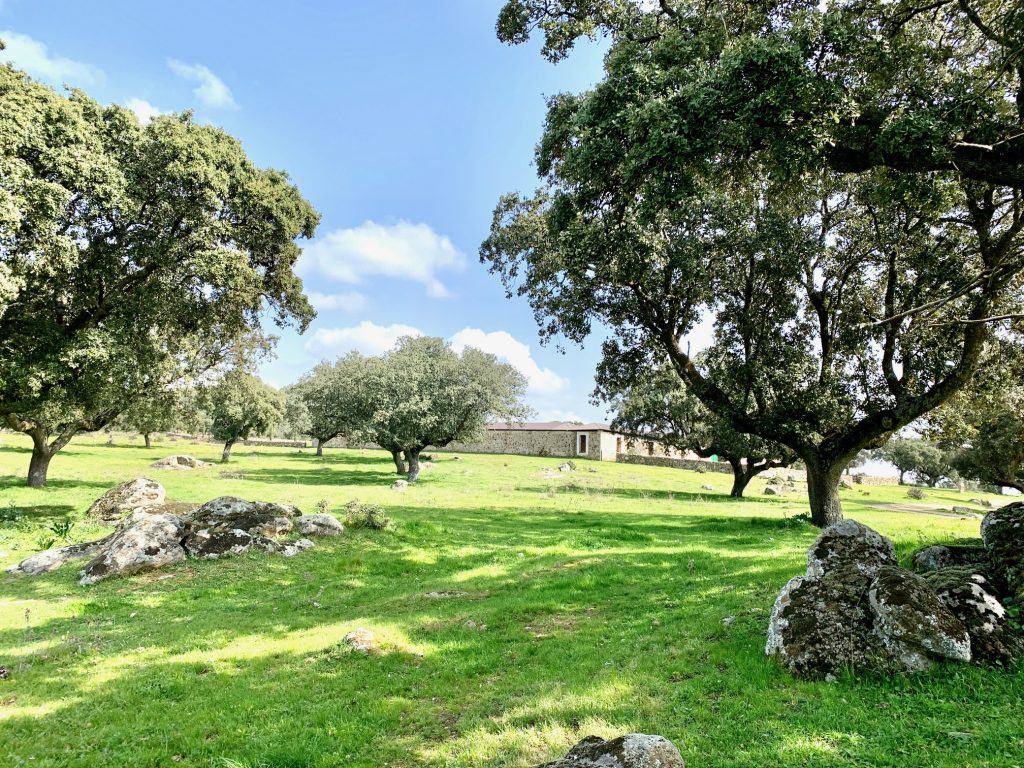 Finca ganadera cerca de Talavera de la Reina (Toledo). 130 hectáreas