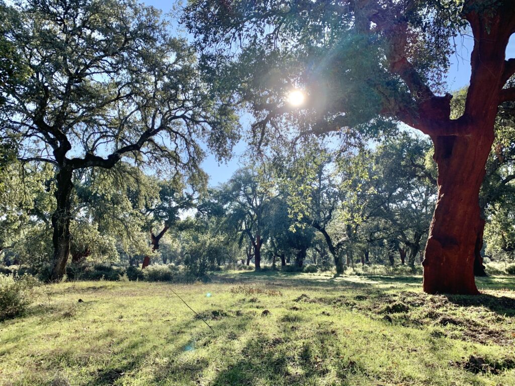 Viehzuchtbetrieb in der Provinz Toledo zu verkaufen. 335 Hektar