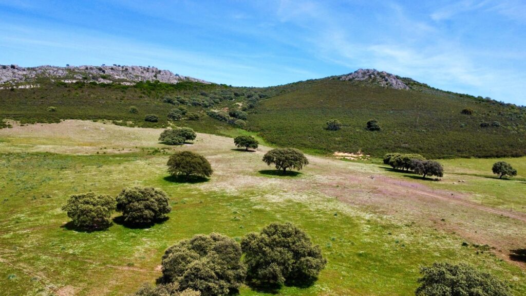 Venta de finca ganadera en la provincia de Cáceres. 177 hectáreas