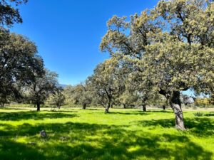 Estate for sale in the province of Toledo. 38 hectares