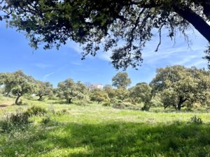 Venta de finca en la provincia de Sevilla. 588 hectáreas