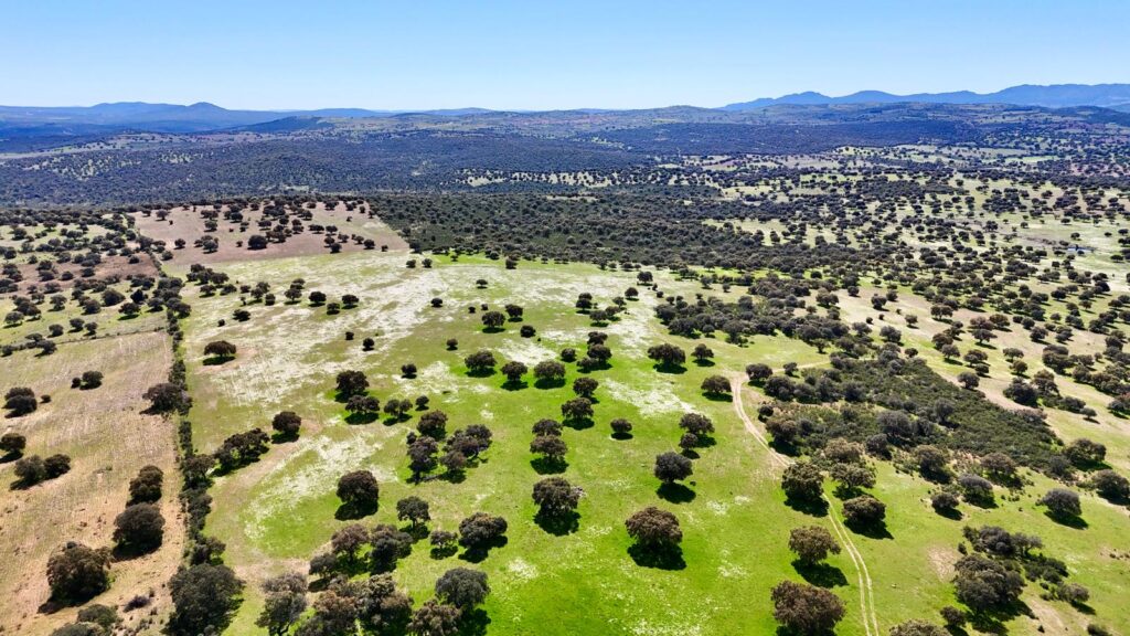 Venta de finca en la provincia de Toledo. 38 hectáreas