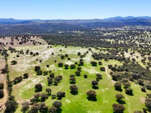 Venta de finca en la provincia de Toledo. 38 hectáreas