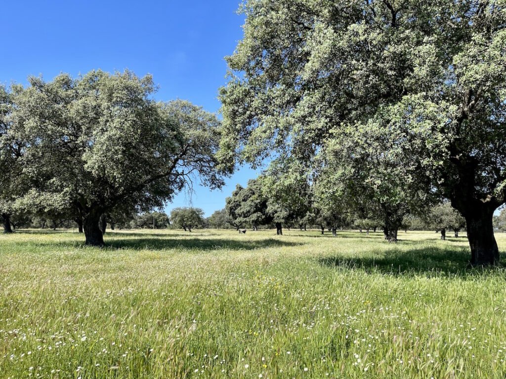 Anwesen zum Verkauf in der Provinz Toledo. 538 Hektar