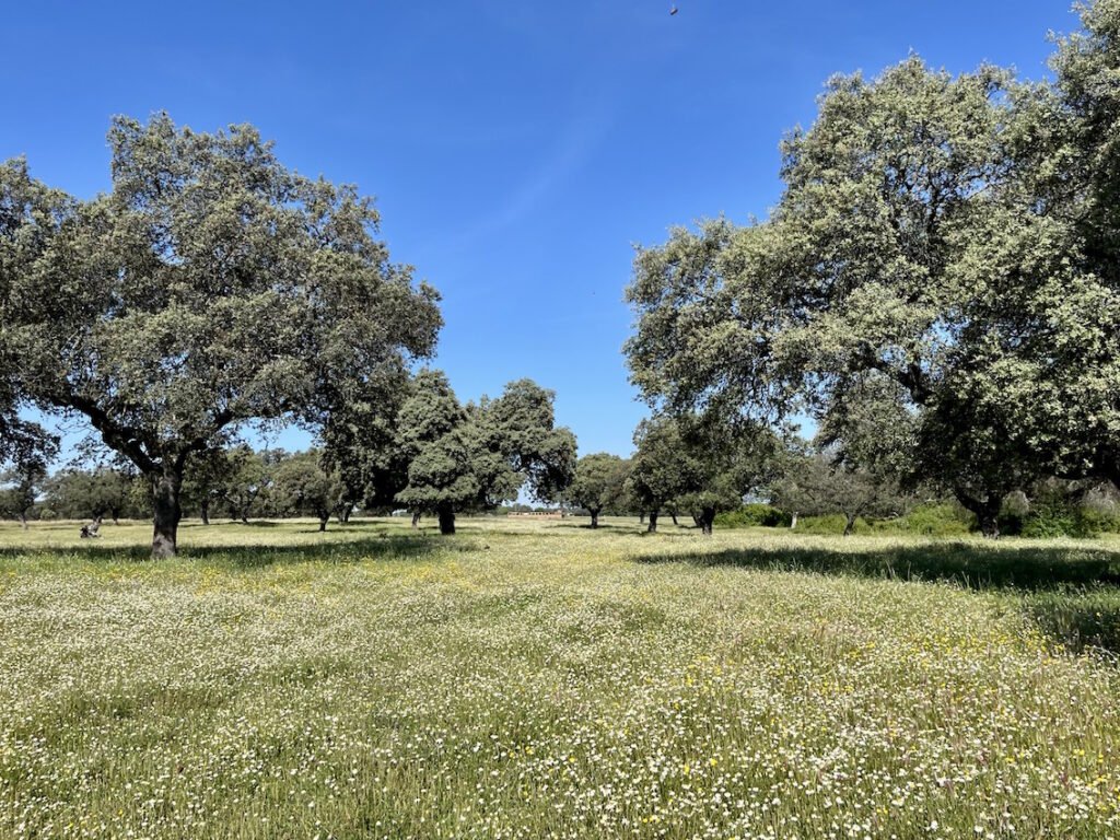 Estate for sale in the province of Toledo. 538 hectares