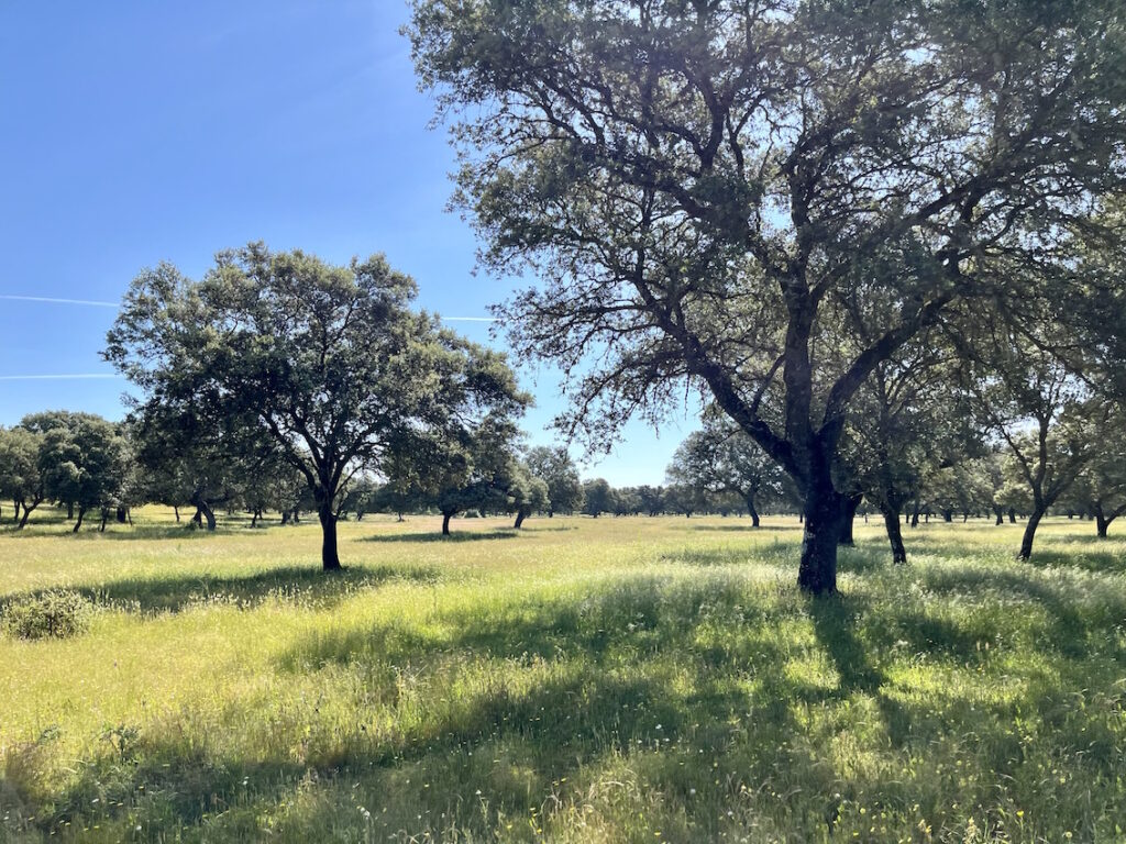 Propriété à vendre dans la province de Toledo. 538 hectares