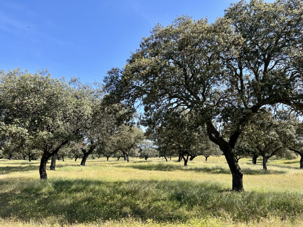 Venta de finca en la provincia de Toledo. 538 hectáreas