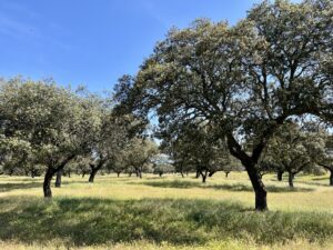 Venta de finca en la provincia de Toledo. 538 hectáreas