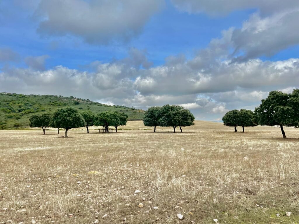 Finca de 1.036 hectáreas en Ciudad Real.