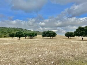 Finca de 1.036 hectáreas en Ciudad Real.